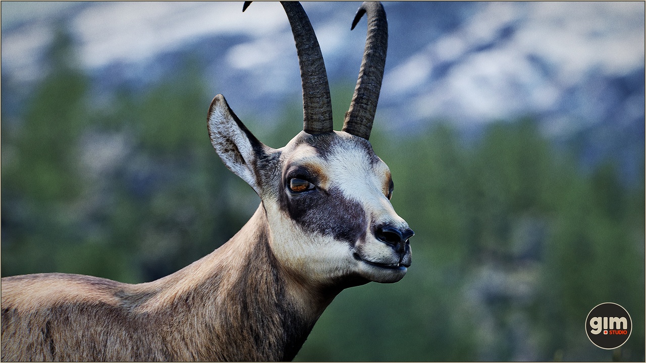 Media 1 for listing Animalia - Chamois (male)