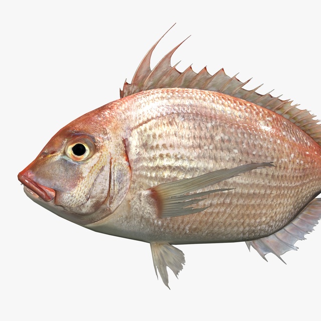 Threadsail Filefish Fab