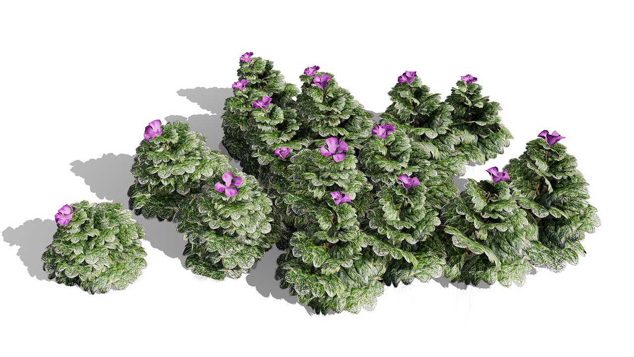 Media 1 for listing Ground Ivy Vegetable Pack