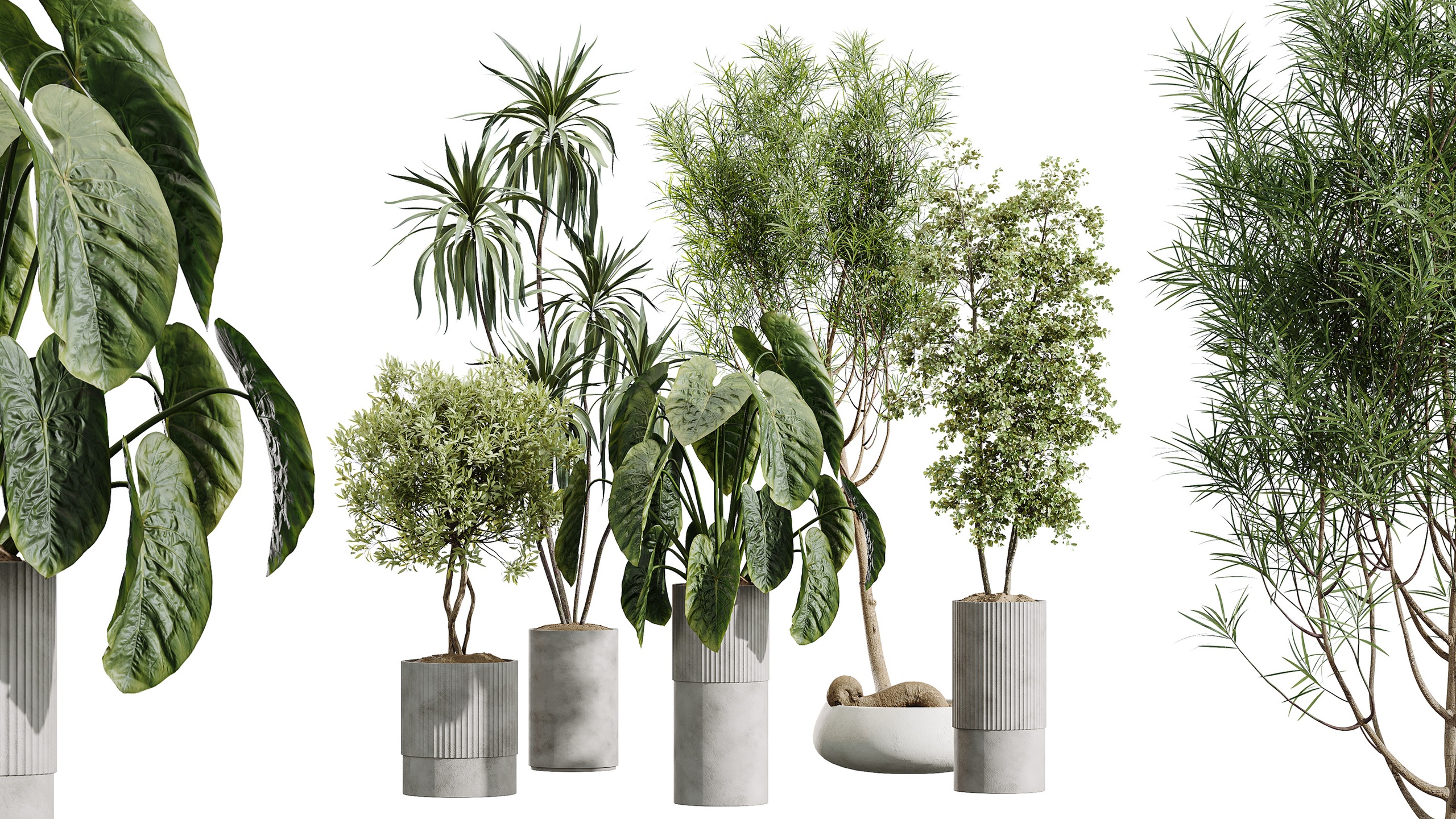 Media 1 for listing AV Indoor Plants Set 445 Wilsonii Chemlali Olive Cunjevoi Alocasia Ficus Margina