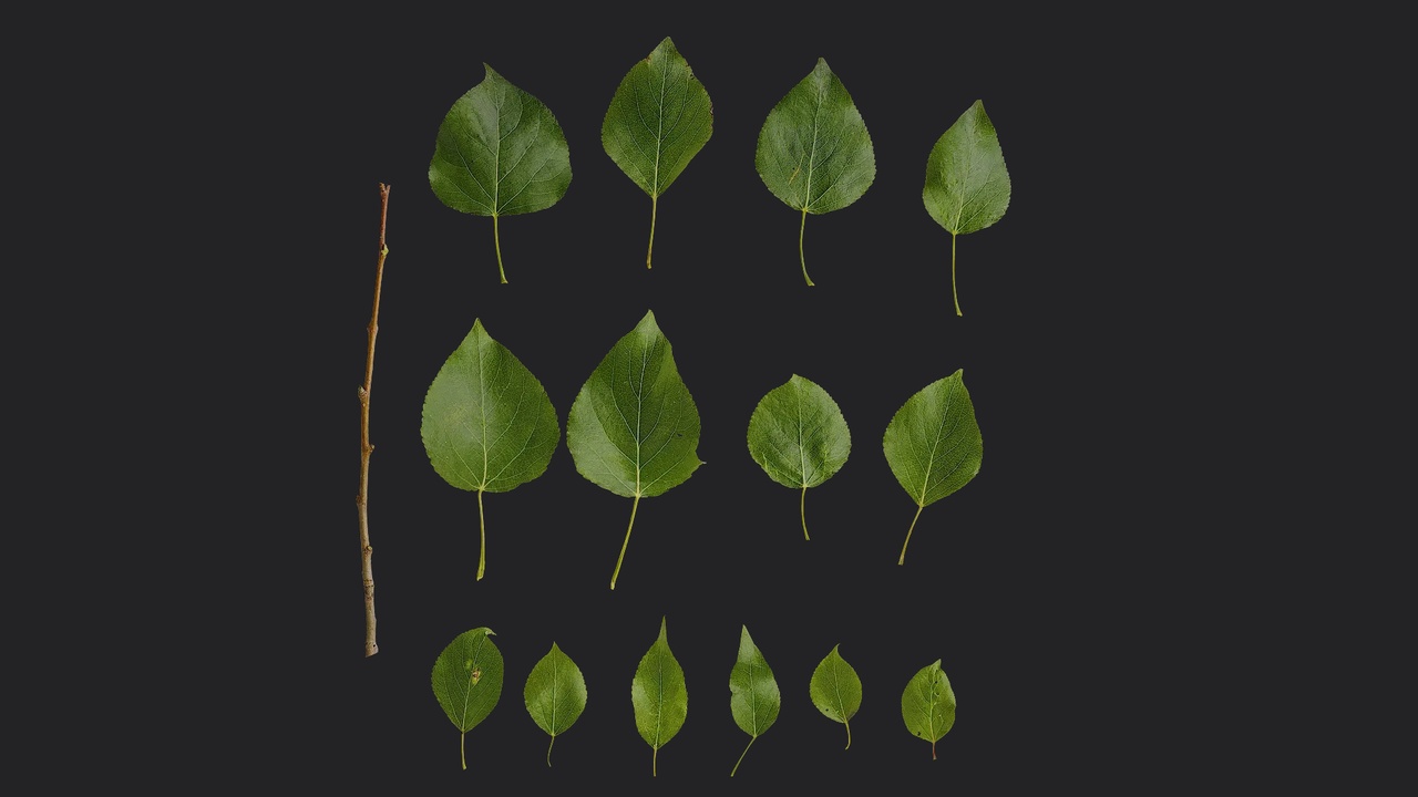 Media 1 for listing AD Populus Leaf 13