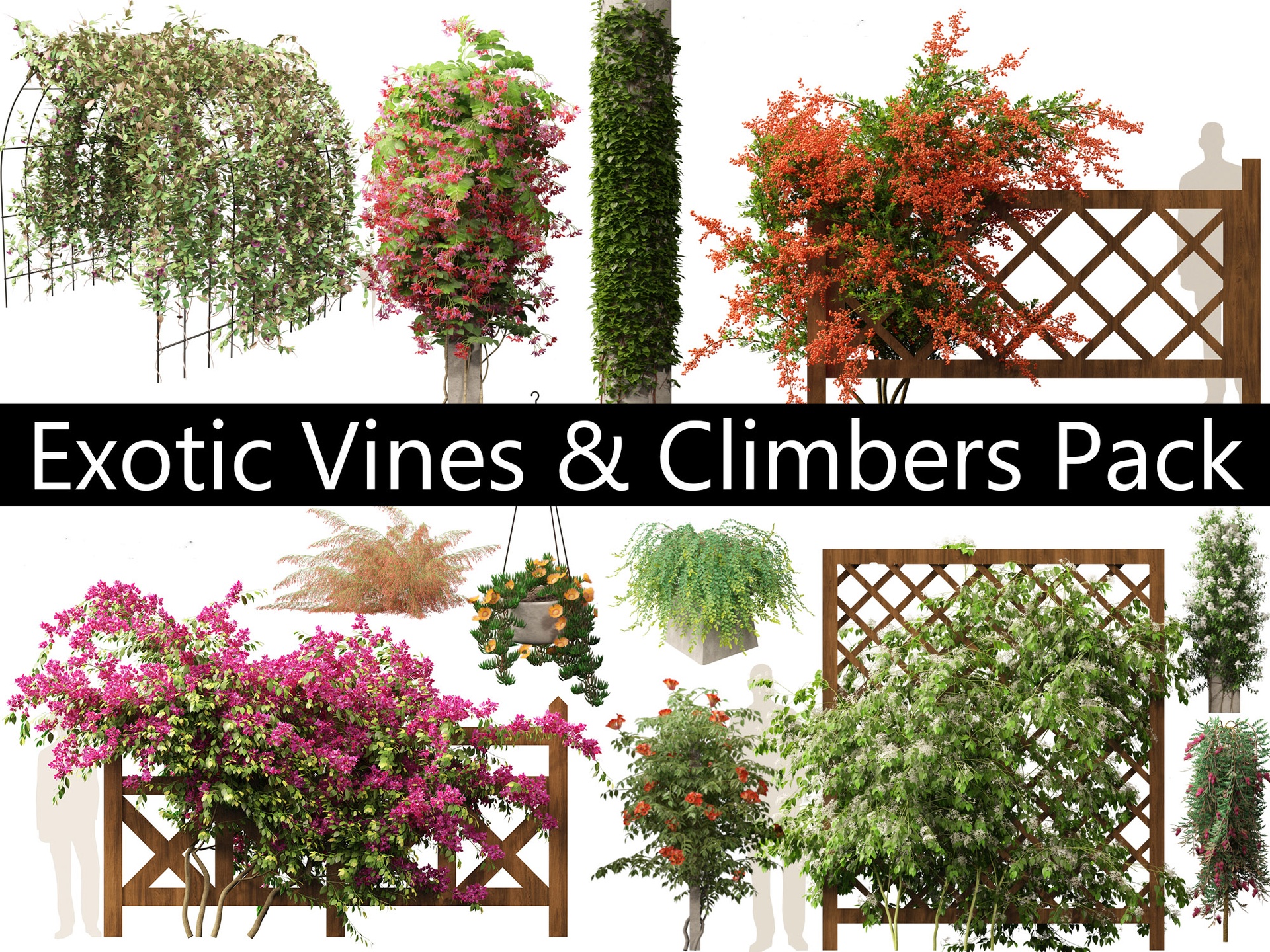 Media 1 for listing Exotic Vines & Climbers Pack 37