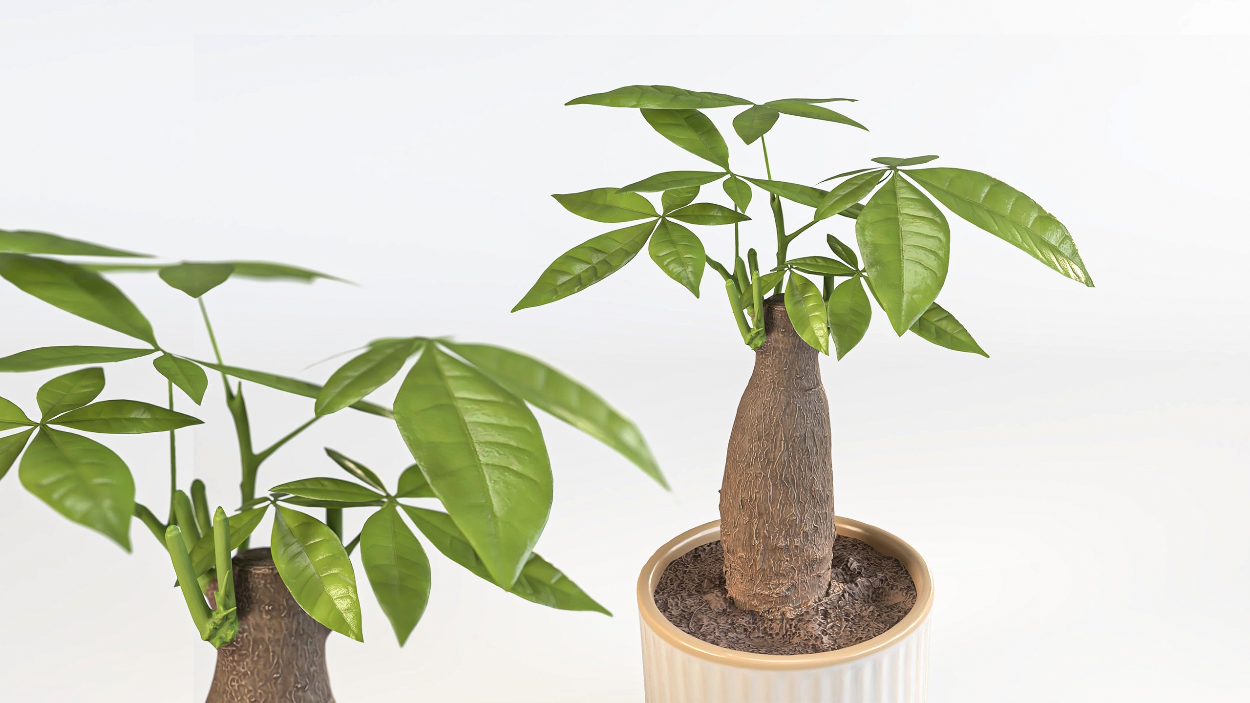 Media 1 for listing potplant pachira aquatica