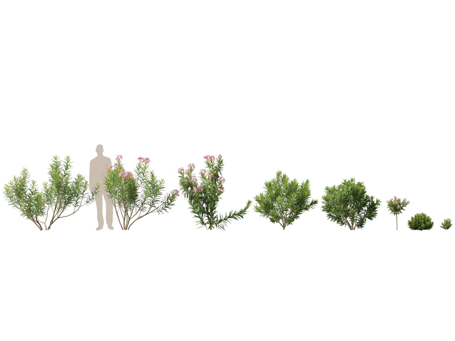 Media 1 for listing (Highpoly+Low Poly) Nerium oleander - Rosebay 01