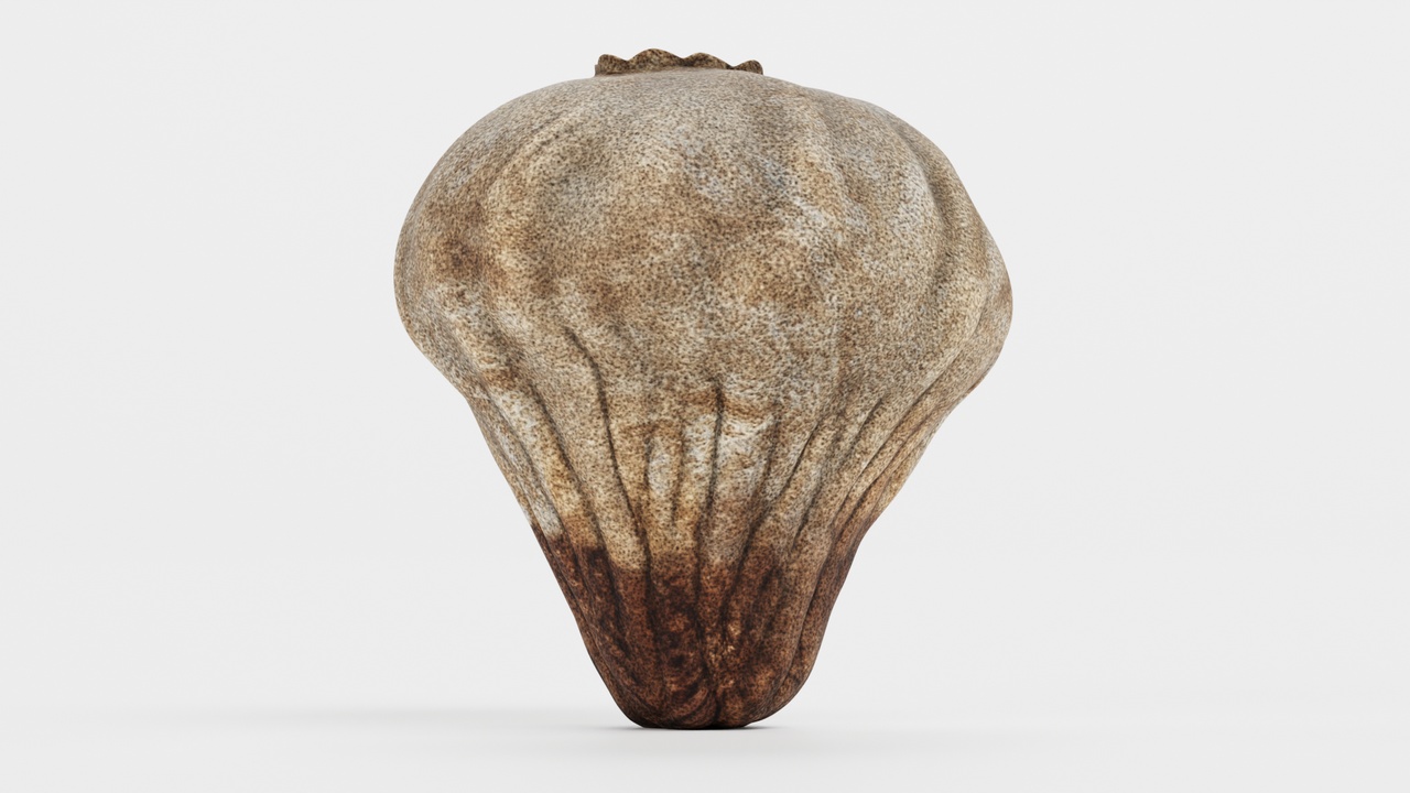 Media 1 for listing Small Puffball Mushroom - Bovista Plumbea