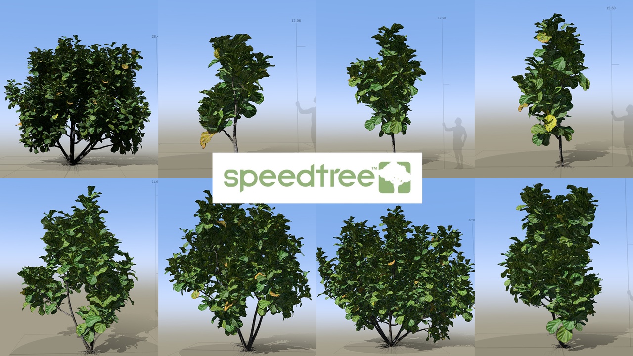 Leaf Speedtree Ficus lyrata - Fiddle-leaf fig - Banjo fig(SpeedTree) | Fab
