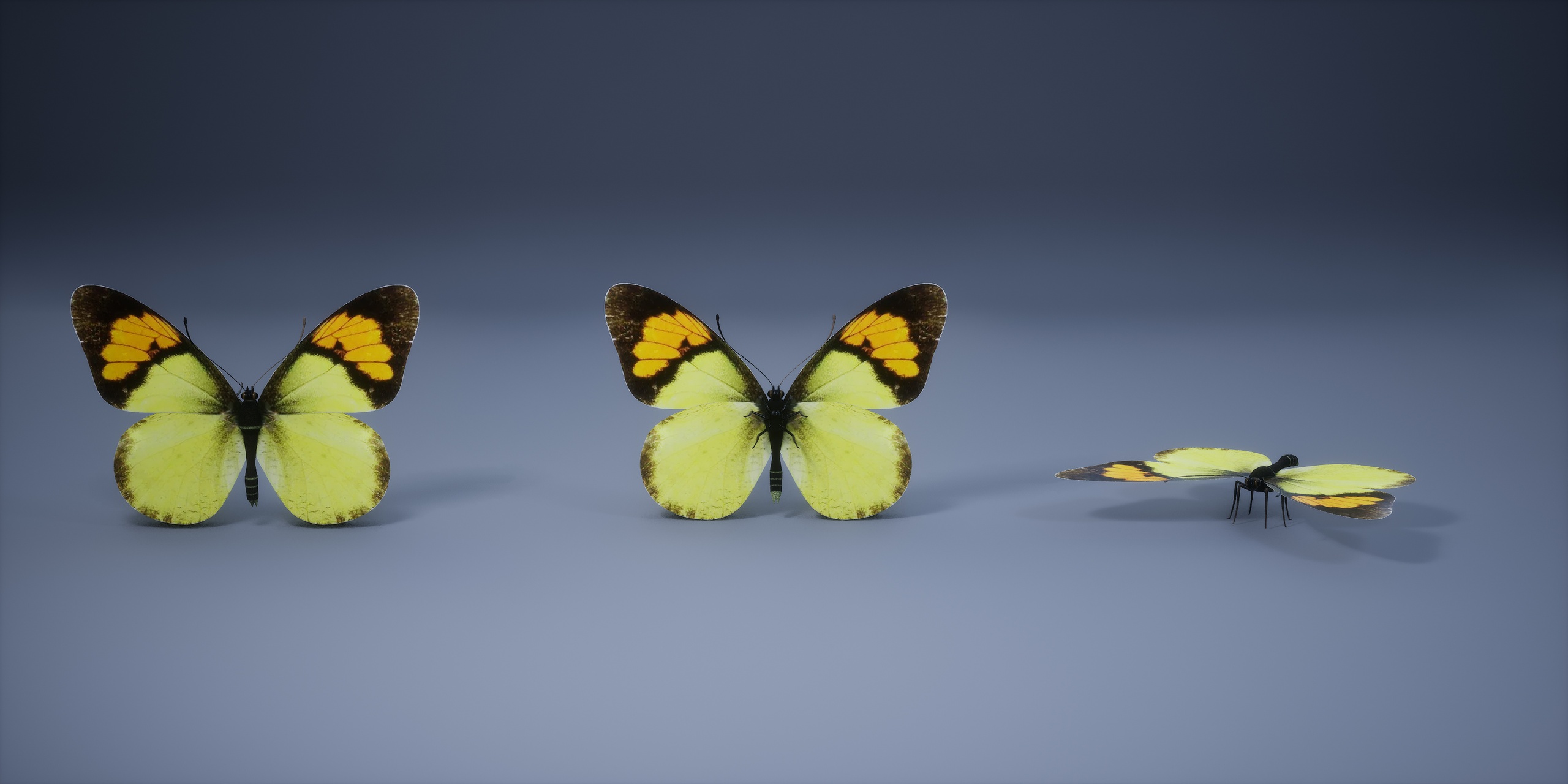 Media 1 for listing Insects of the Orange Butterfly genus in the Butterfly family