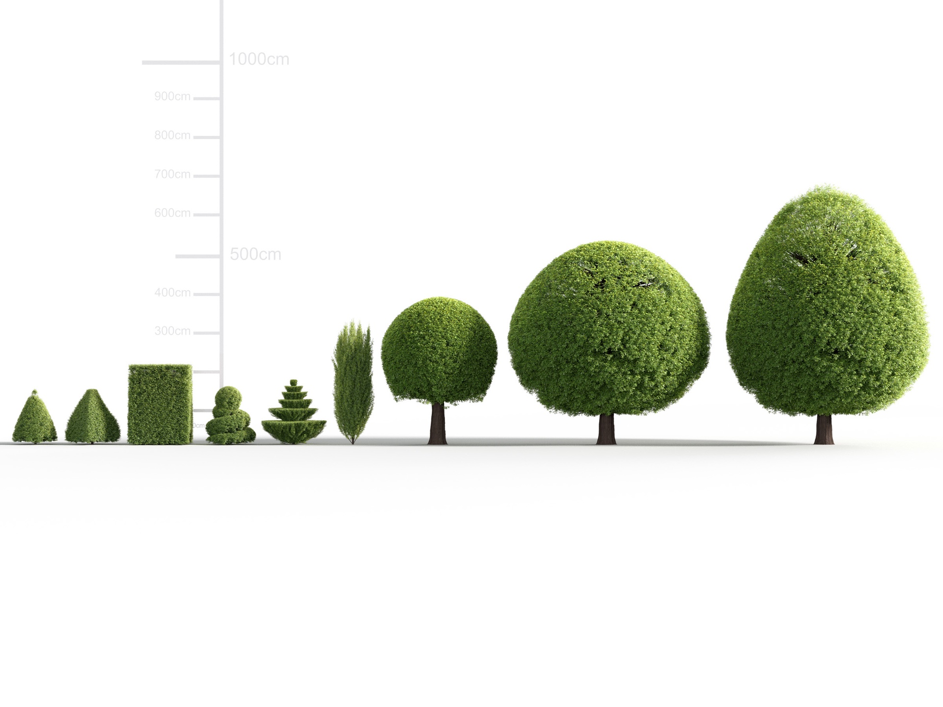 Media 1 for listing Japanese yew - Spreading yew