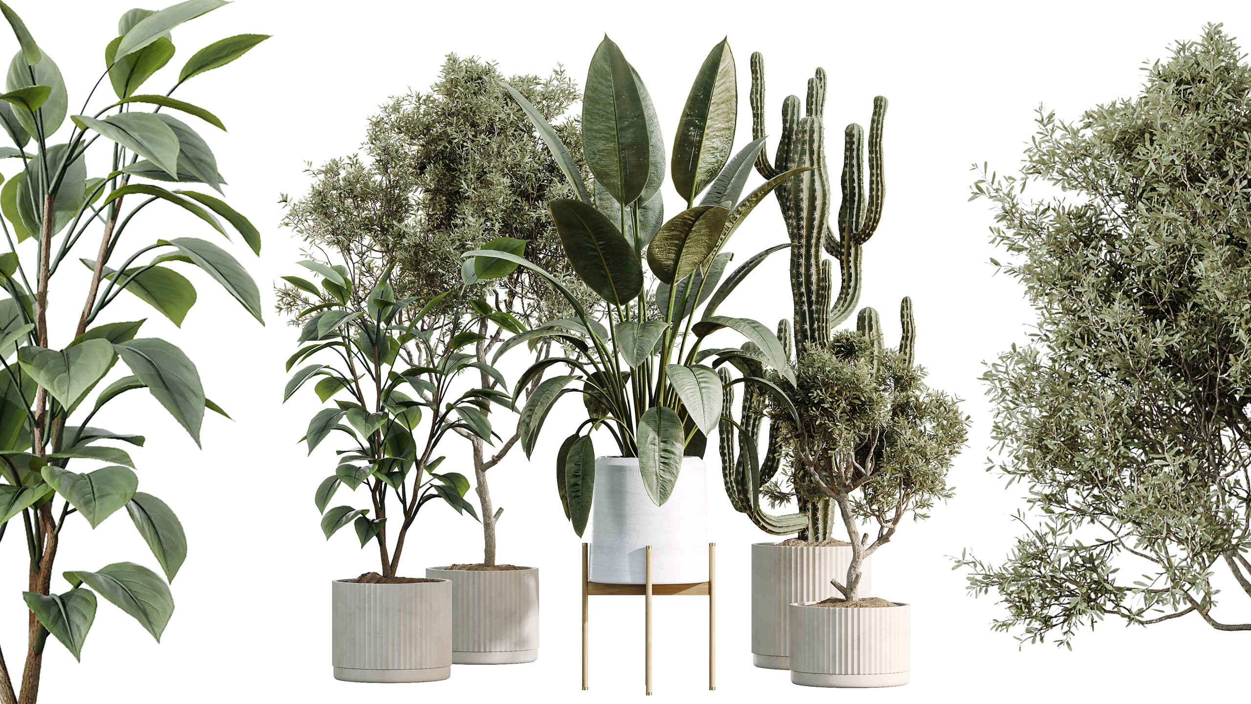 Media 1 for listing AV Indoor Plants Set 504 Ficus Elastica Olive Ficus lyrata Cactus Euphorbia