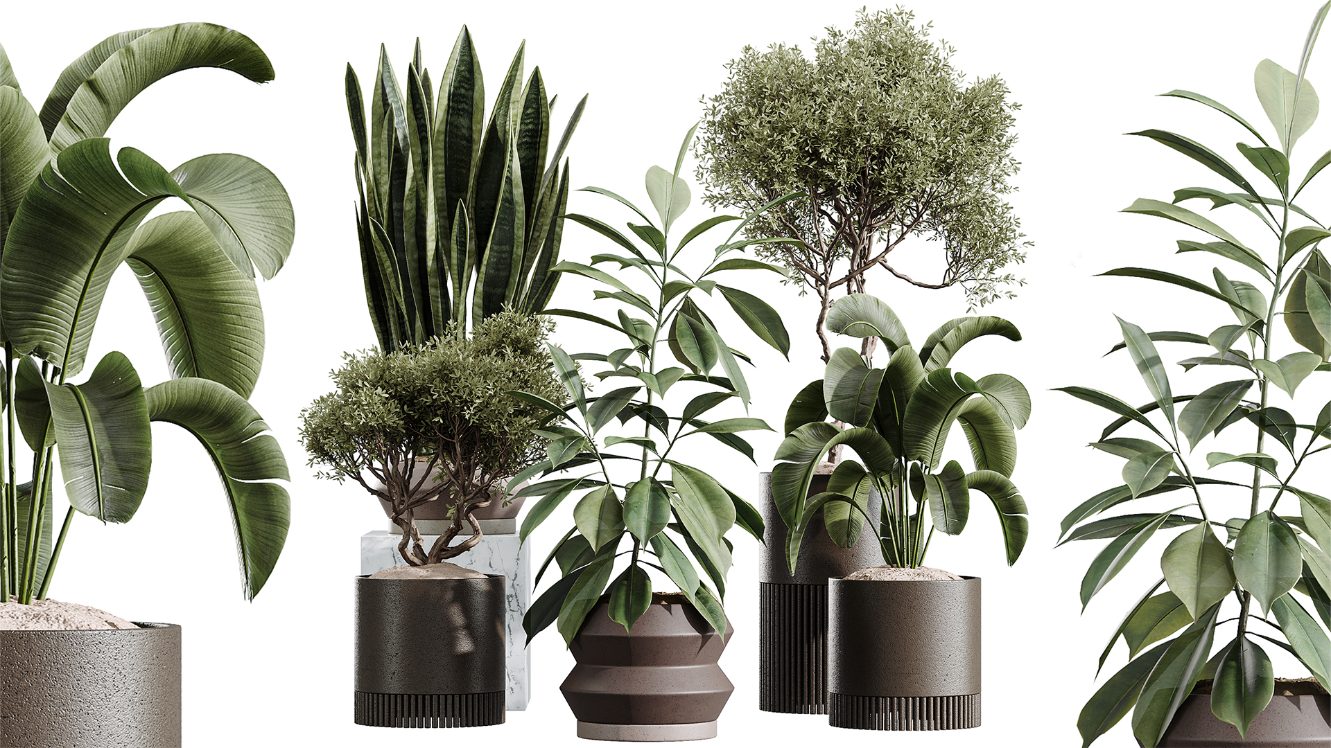 AV Indoor Plants Set 412 Banana Olive Ficus Fig Sansevieria | Fab