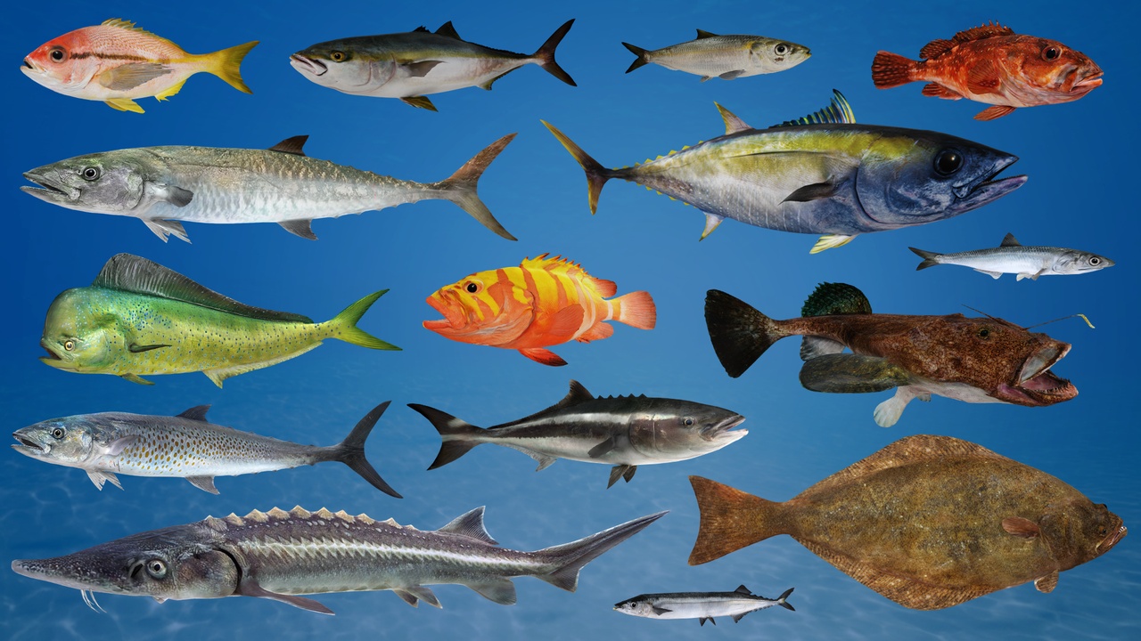 Media 1 for listing Commercial Fish v2