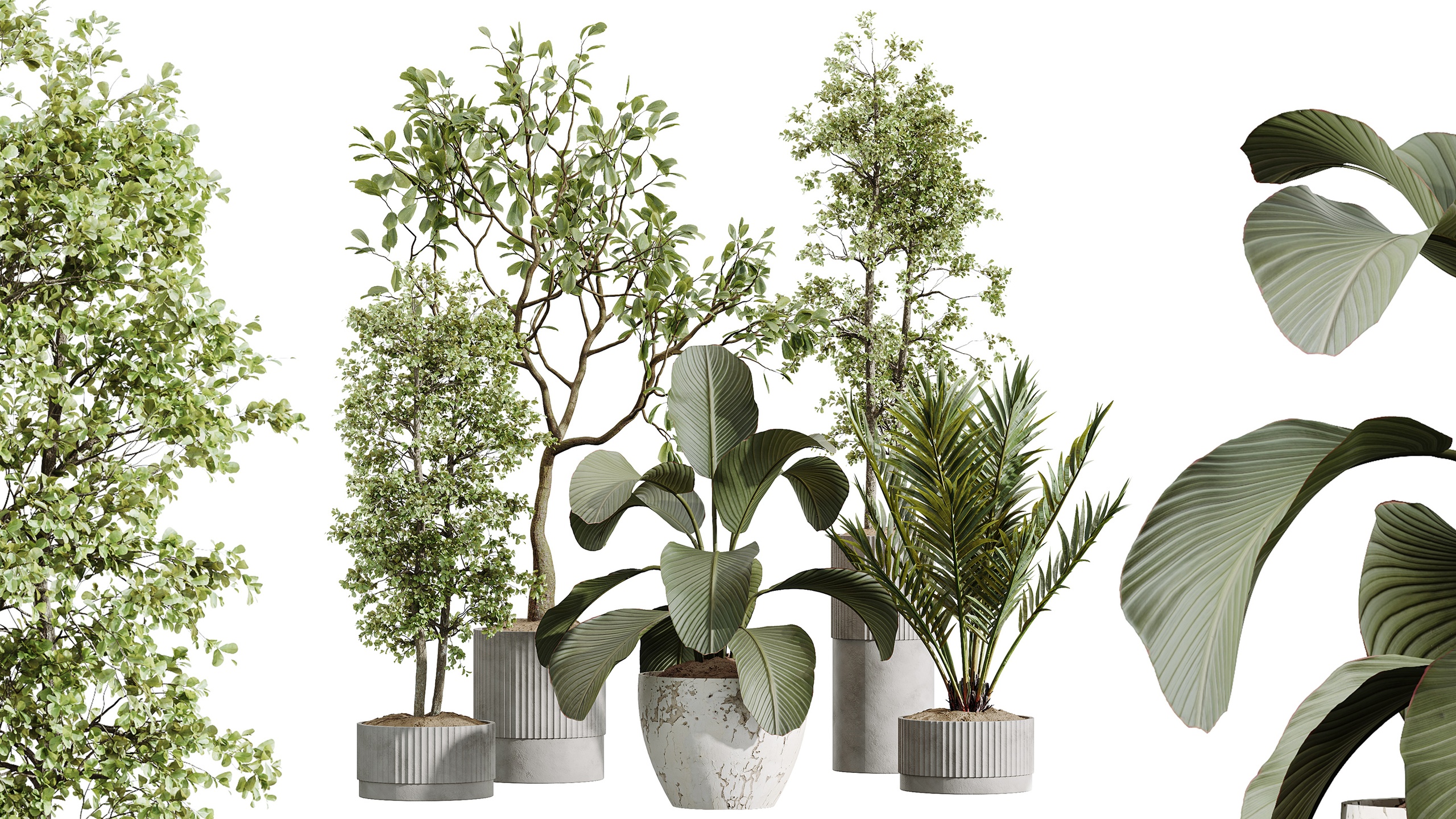 Media 1 for listing AV Indoor Plants Set 489 PalmCalathea Lutea Olive Ficus
