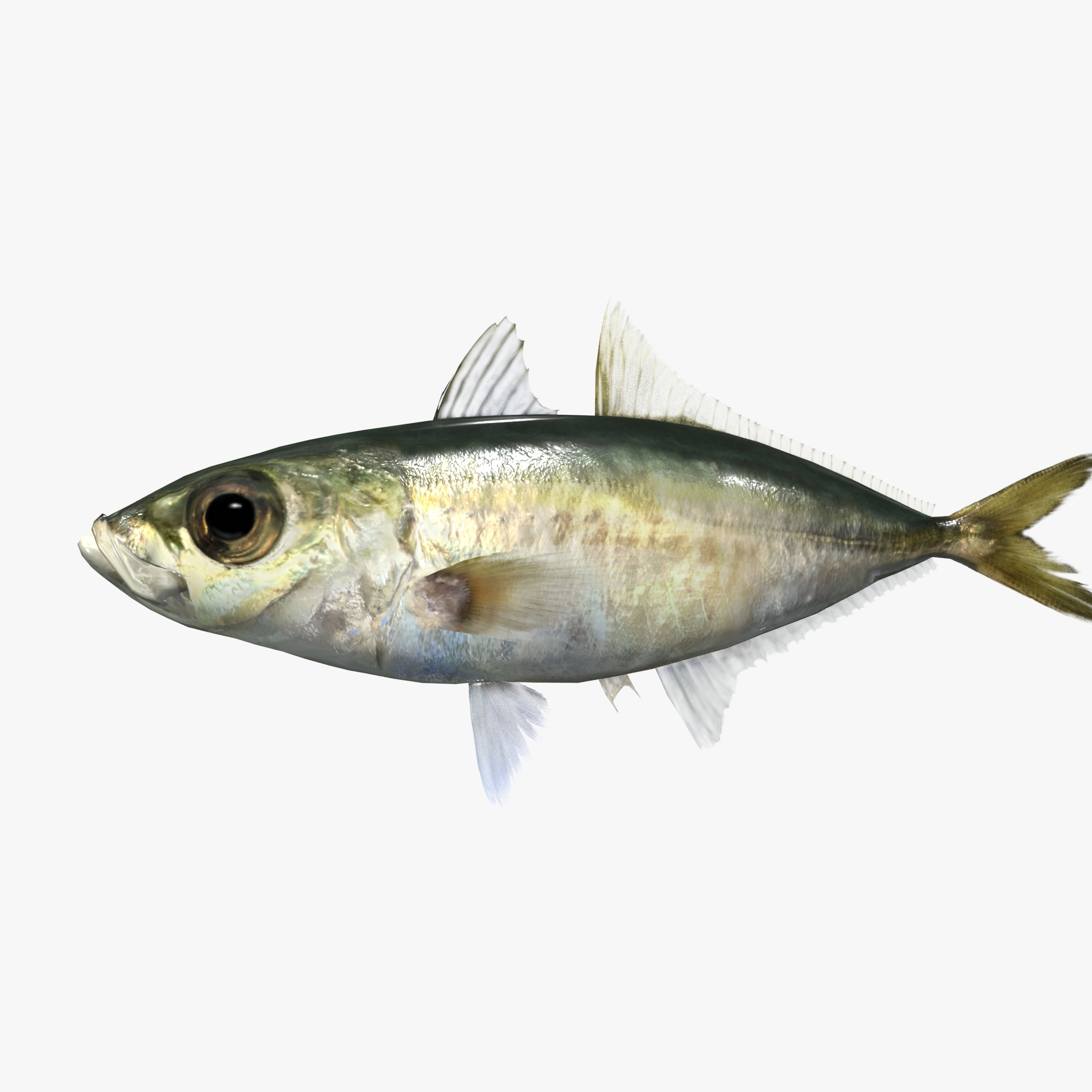 Meaji Fish Bigeye Scad - Meaji - Selar crumenophthalmus | Fab