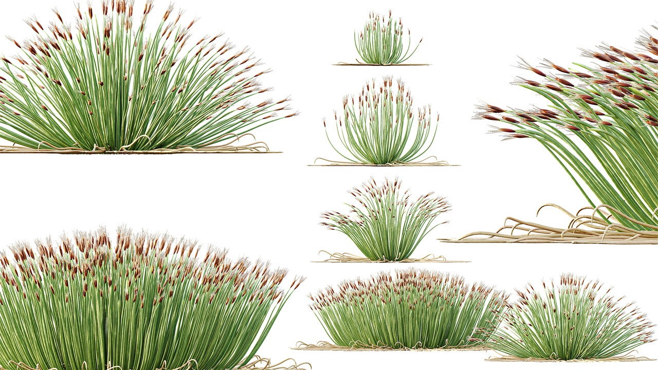 Media 1 for listing AV Plant Trichophorum Cespitosum Tufted Bulrush Rasenbinse Deer Grass