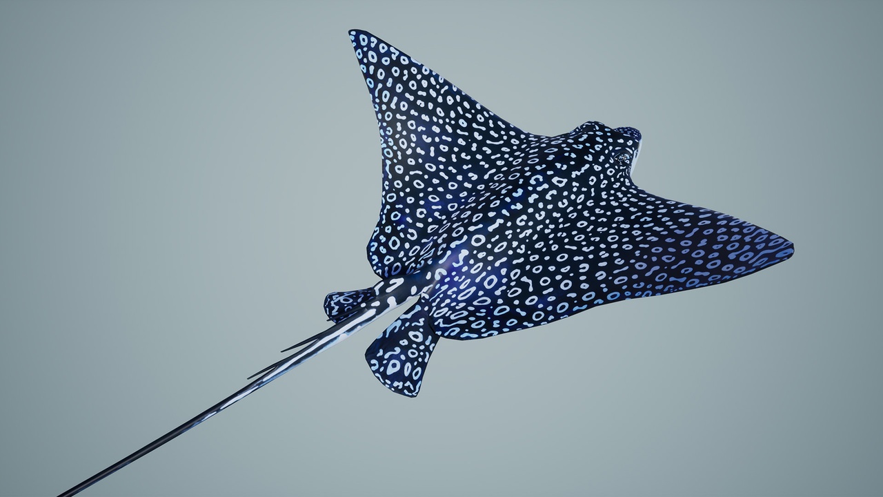 Média 1 pour l'article Spotted Eagle Ray