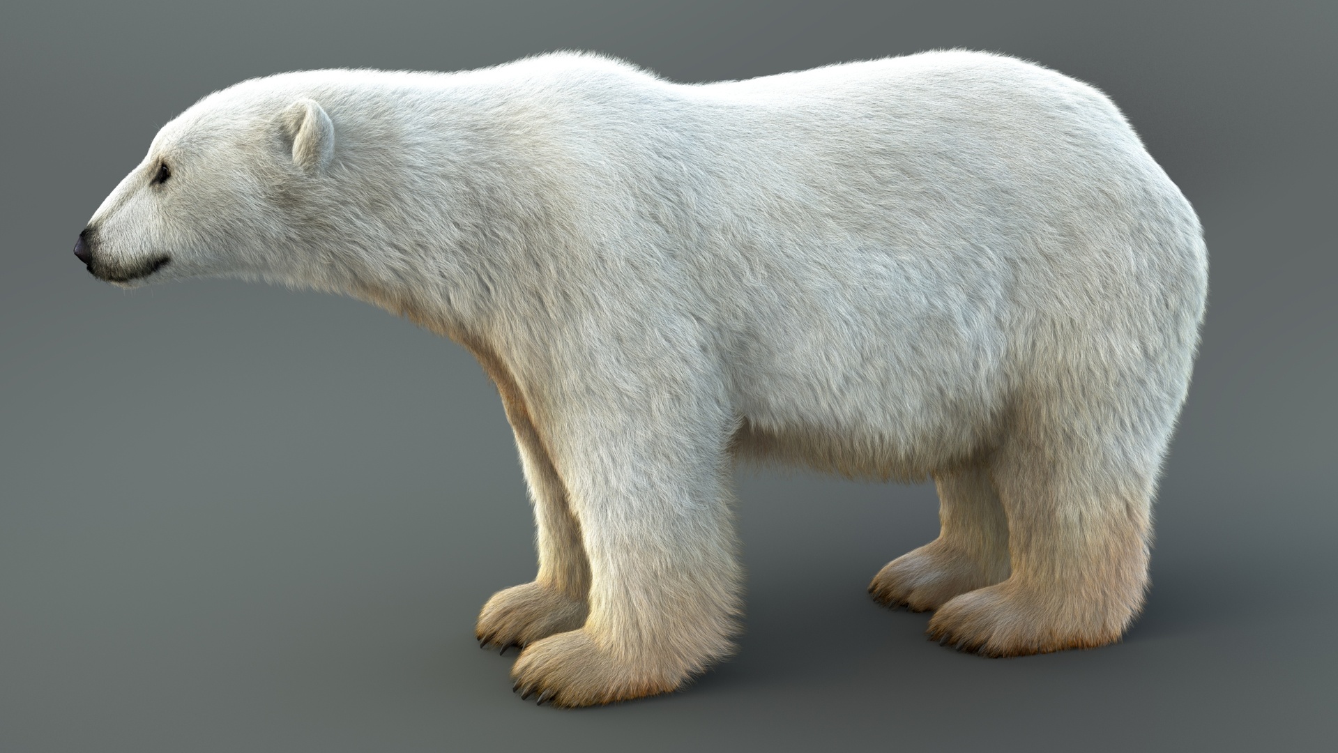 出品Polar Bear (RIG) Maya Xgen-Coreのメディア1