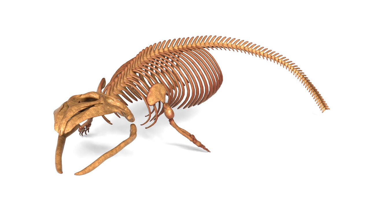 Media 1 for listing Gray Whale Skeleton – Fully Rigged Marine Mammal Anatomy