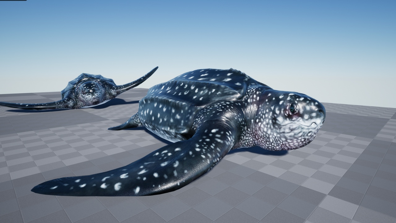 Media 1 for listing OCEAN LIFE: LUTH TURTLE