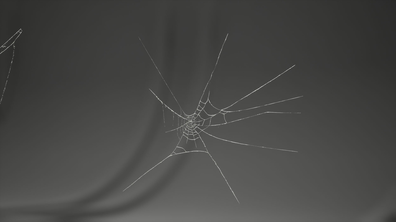 Media 1 for listing MAE Cobweb Collection 01