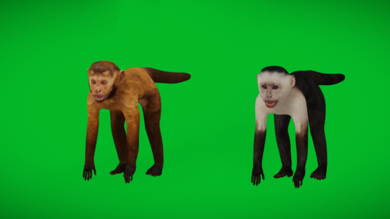 Media 1 for listing Capuchin Monkey