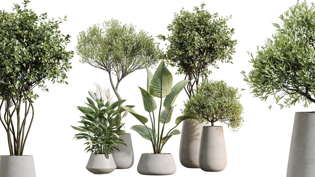 Media 1 for listing AV Indoor Plants Set 603 Olive Peace Lily Olive Eucalyptus Bird Of Paradise