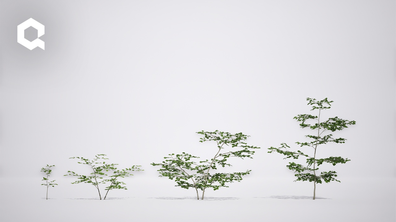 Media 1 for listing Megaplants: European Beech Saplings