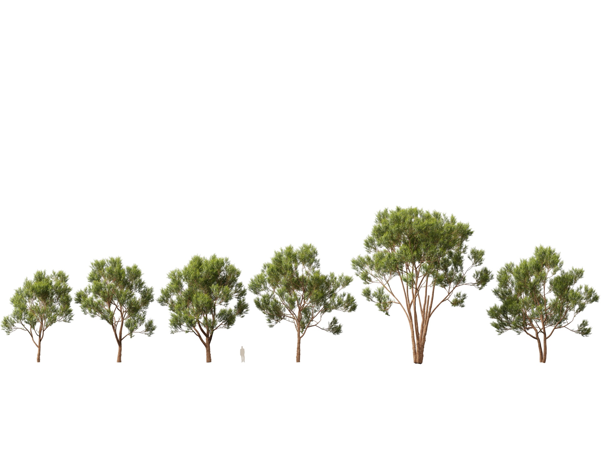Media 1 for listing (Highpoly+Low Poly) Eucalyptus robusta - swamp mahogany