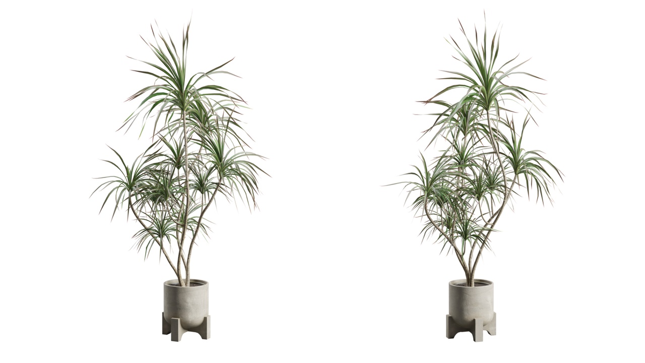 Media 1 for listing Dracaena Marginata Plant in Concrete Planter