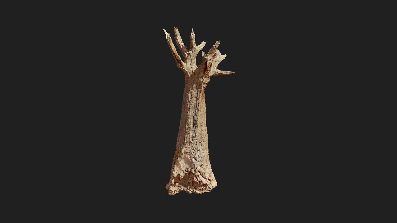 Media 1 for listing Grassland African Tree Trunk Wood Large 11