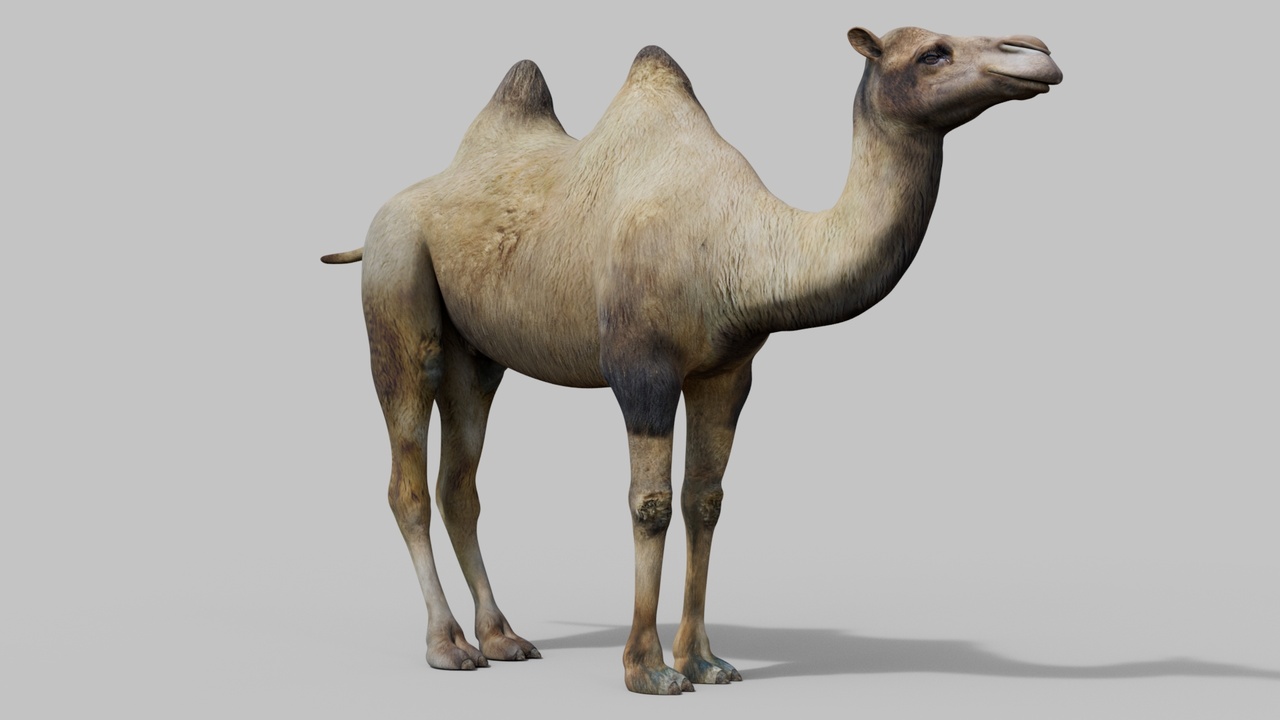 Media 1 for listing Camel