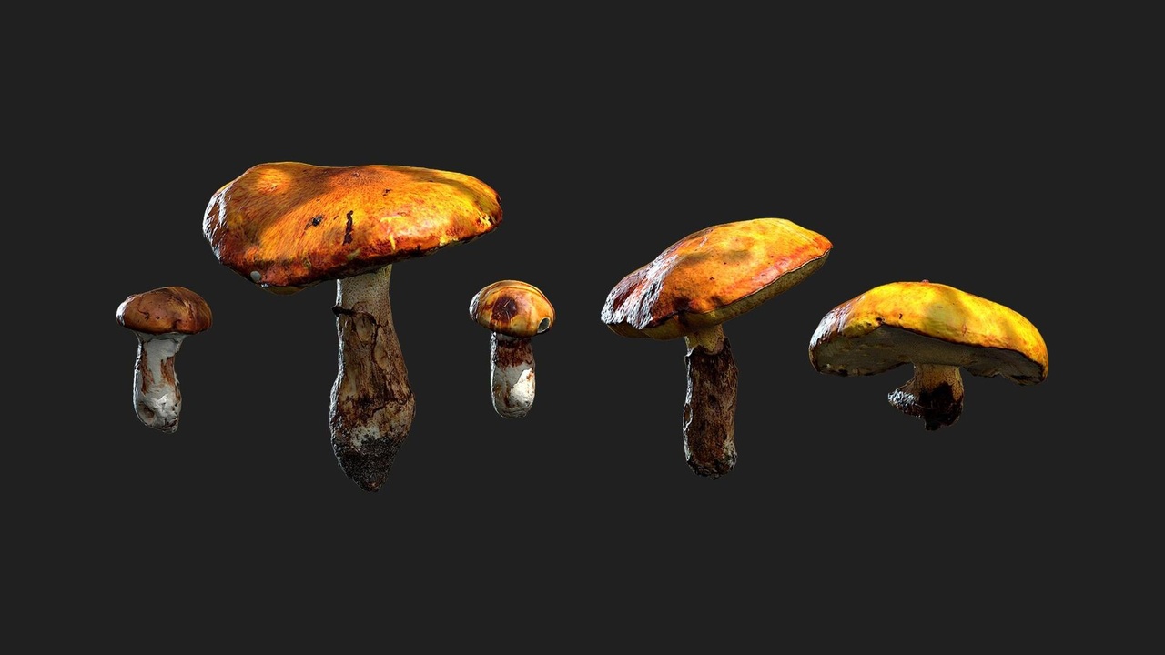 Media 1 for listing Bolete Mushrooms
