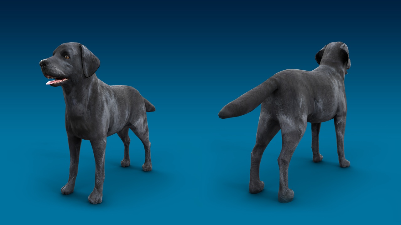 Media 1 for listing Black Labrador 3D Dog Model