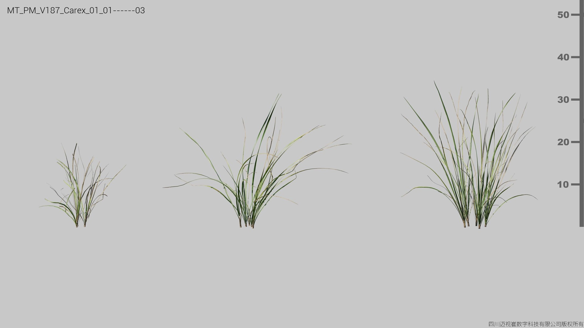 Media 1 for listing V187 Carex