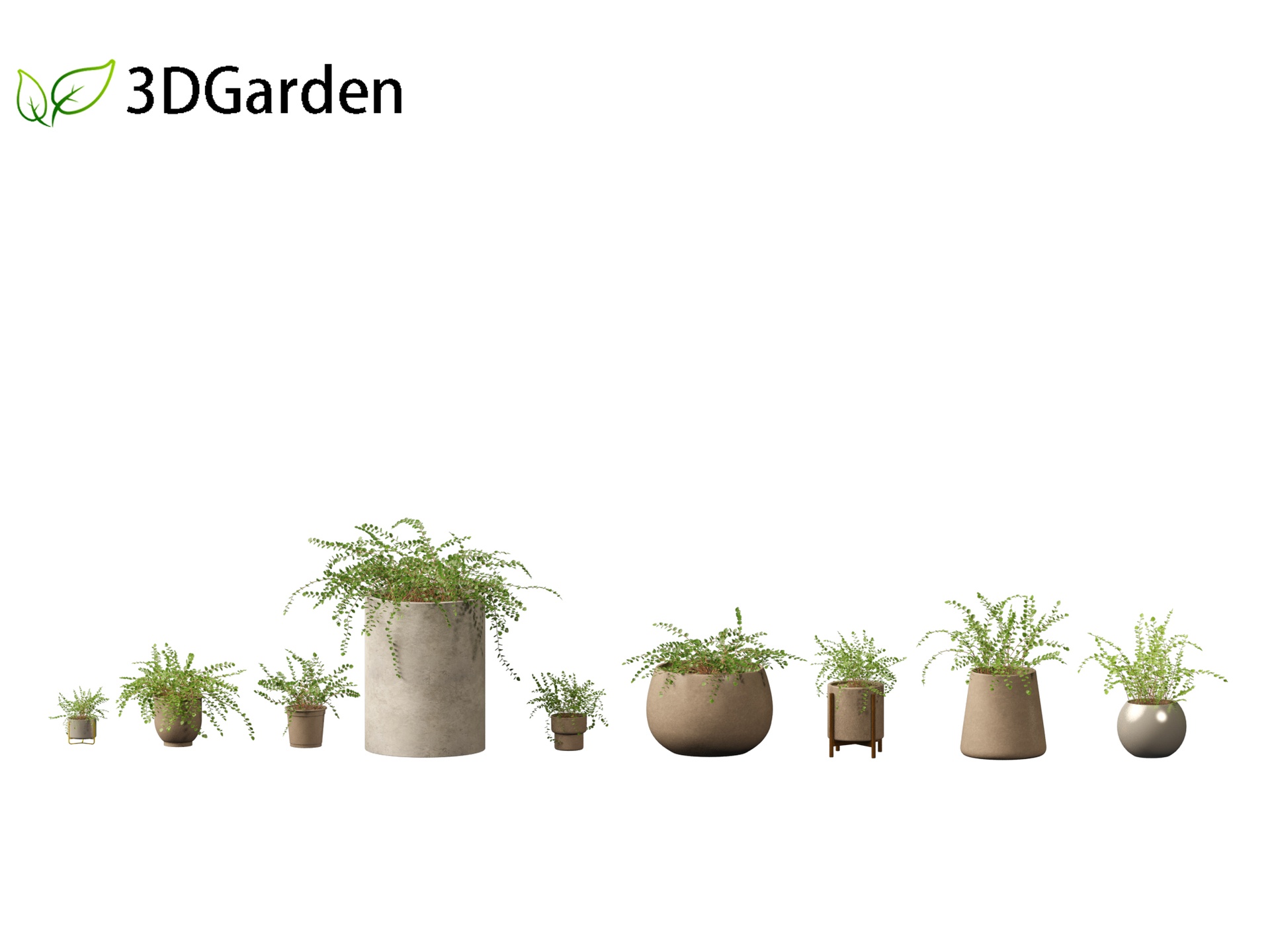 Media 1 for listing Pellaea ratundilalia - button fern 02