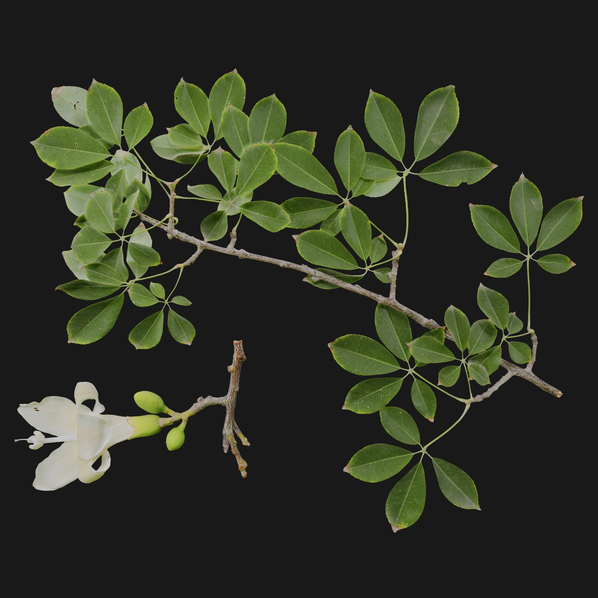 Media 1 for listing Ceiba Spinosa 05