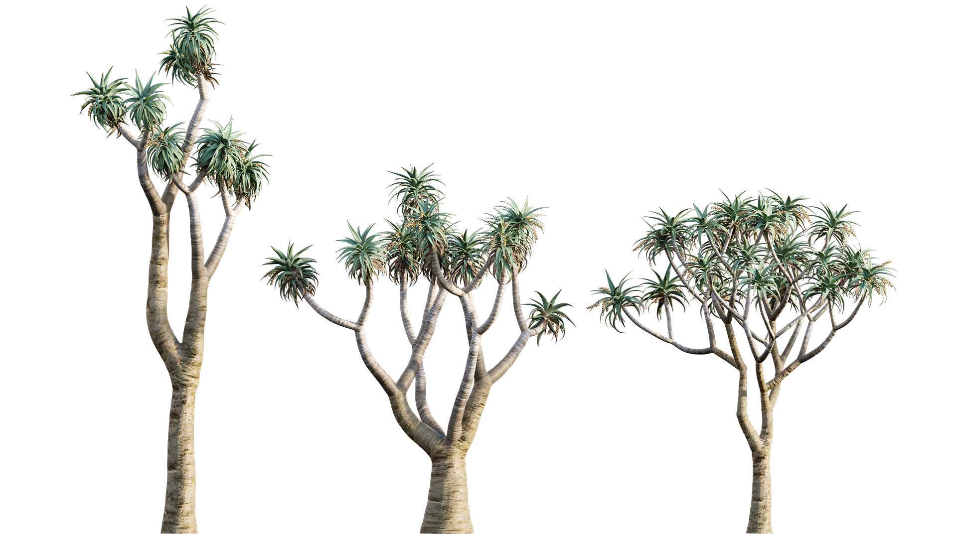 Aloe Pillansii, Aloidendron Pillansii - Giant Quiver Tree, Bastard