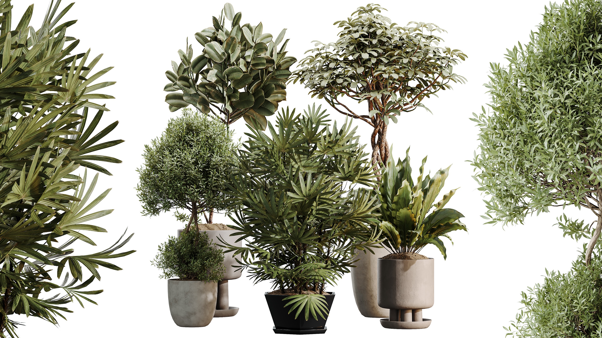 Media 1 for listing AV Indoor Plants Set 491 Palm Spathiphyllum Schefflera Umbrella ficus Olive