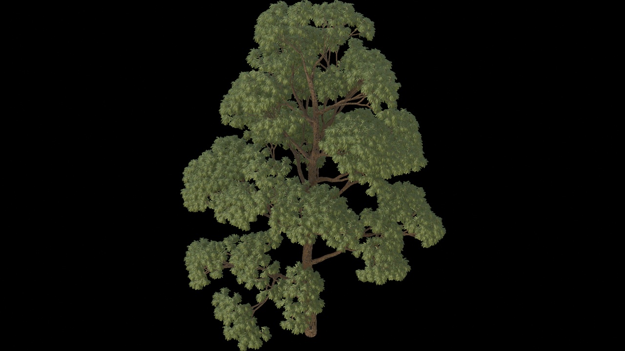 Media 1 for listing Lush Green Canopy Tree