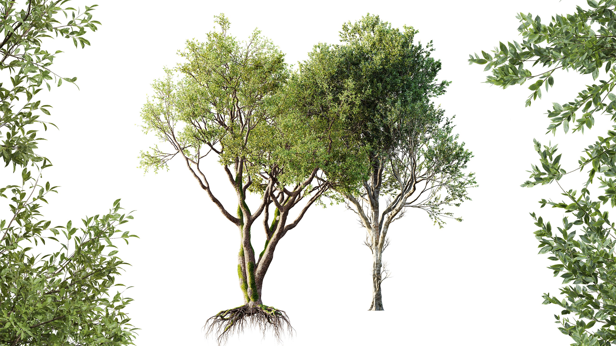 Media 1 for listing AV Fagus Grandifolia and Angel Oak Live Tree