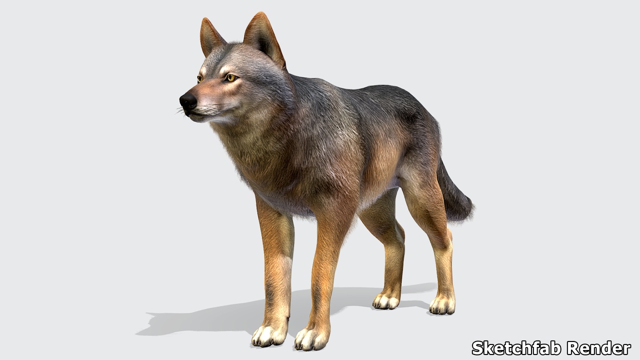 Media 1 for listing Wolf - Male