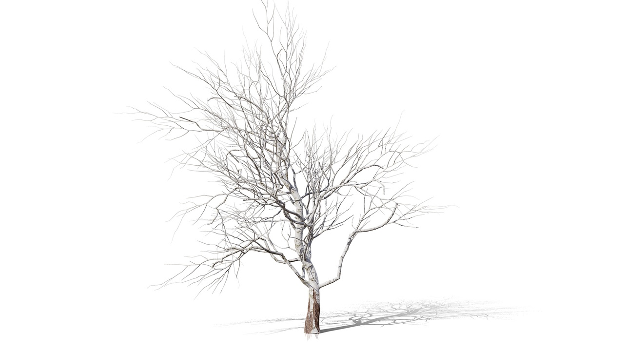 Media 1 for listing North American Sycamore Tree