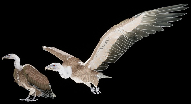 ビリヤードキューVULTURE Big Z Vulture
