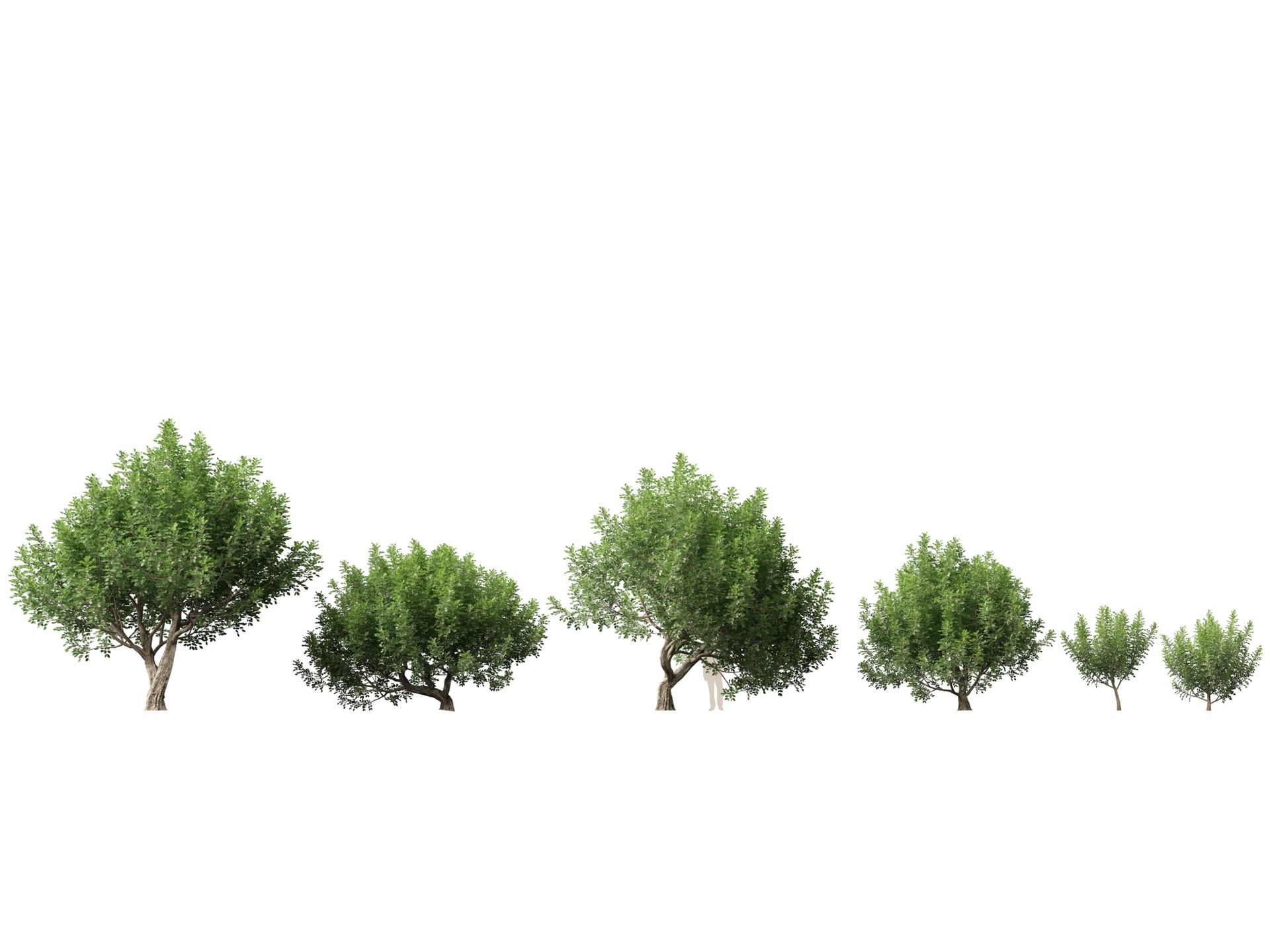 File multimediali per l'articolo (Highpoly+Low Poly) Ceratonia siliqua – carob tree: 1
