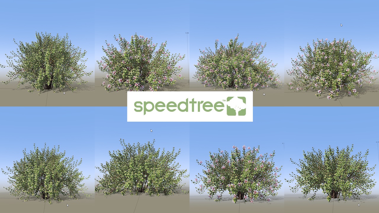 Media 1 for listing Abelia grandiflora - Glossy Abelia (SpeedTree)