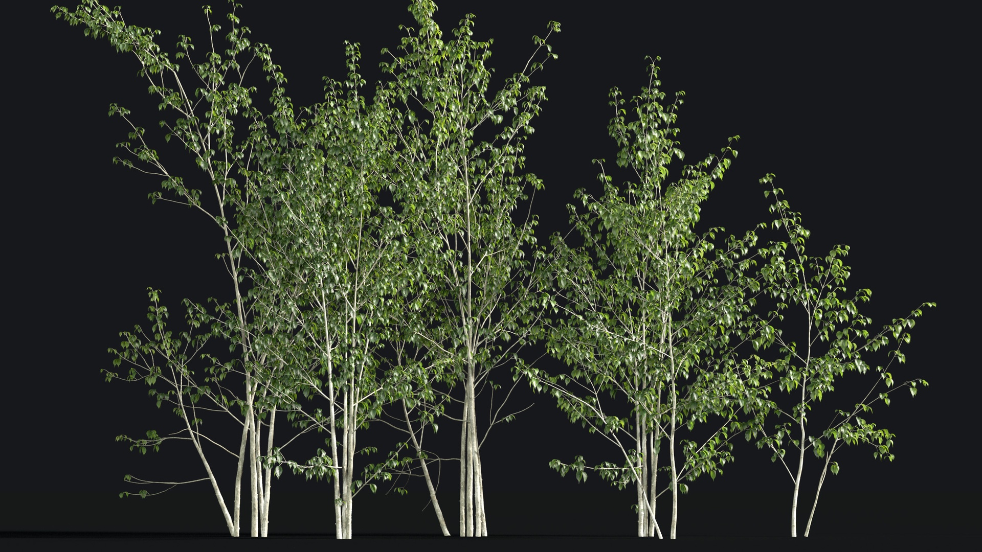 Media 1 for listing Japanese Small Tree 04