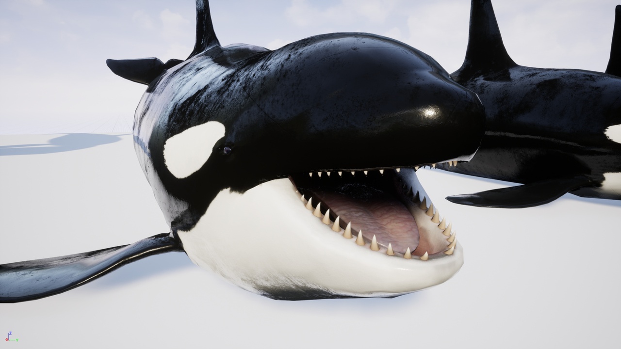 Orca Killer Whale | Fab