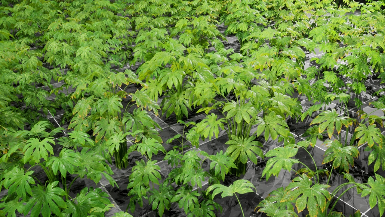 Media 1 for listing Plant - Fatsia Japonica