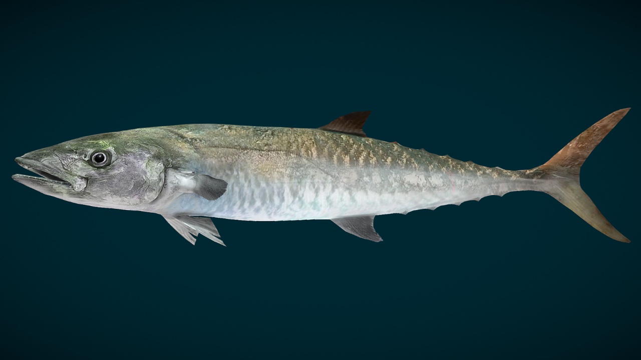 Media 1 for listing King Fish