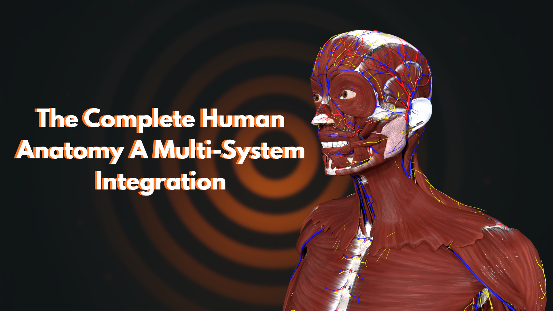 Complete Human Anatomy System – Full Body Anatomical Model (Non-Rigged ...