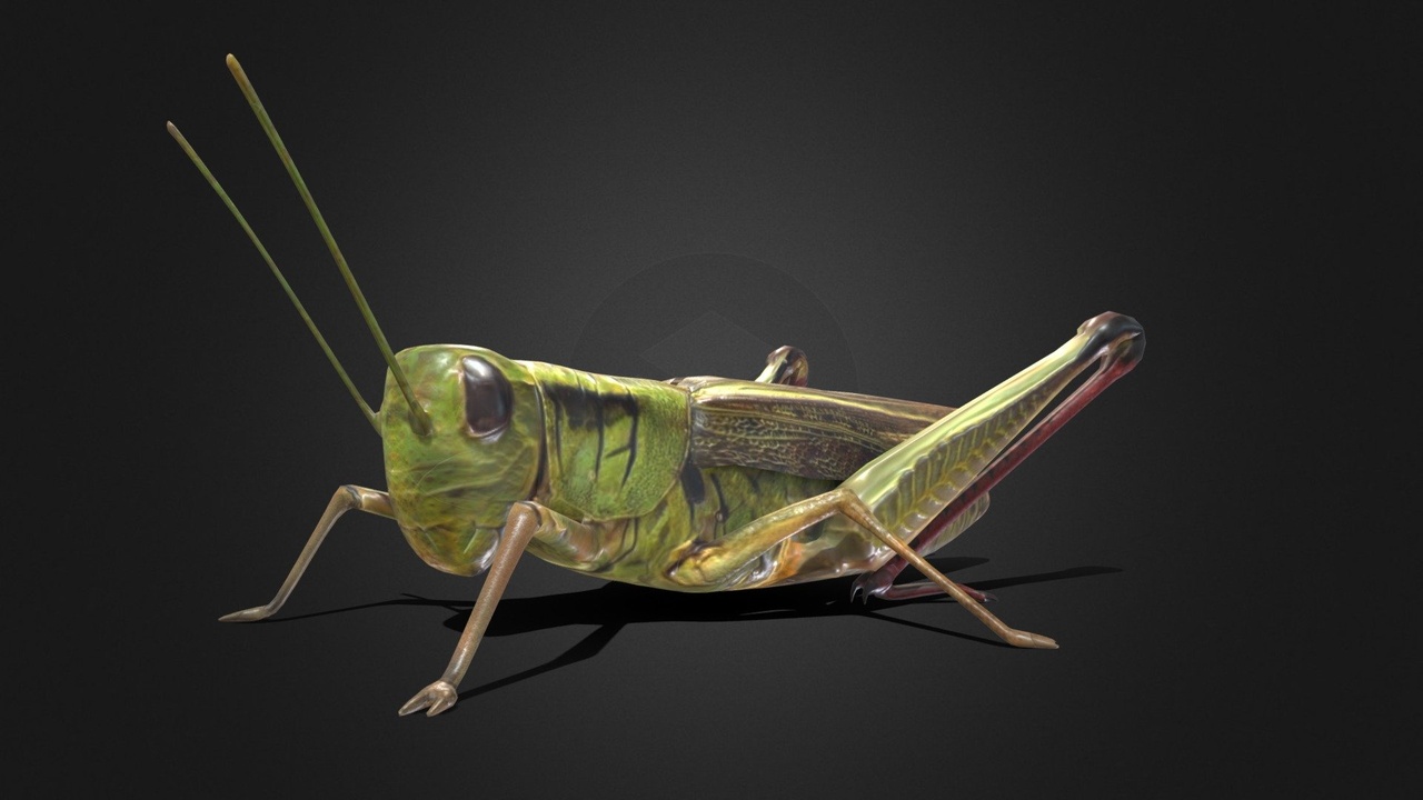 出品Grasshopperのメディア1